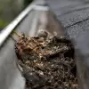 The Best Holiday Present - Gutter Cleaning!